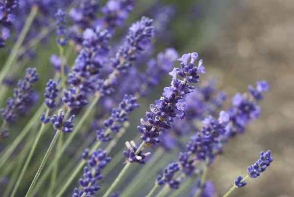 A collection of lavender flowers.