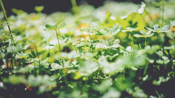 A patch of green and misty clovers.