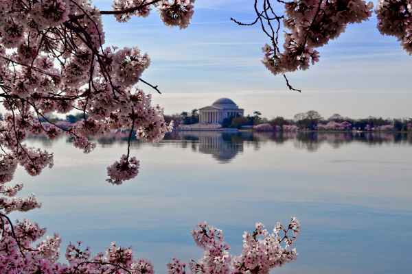 The Jefferson Memorial surrounded by cherry blossoms.